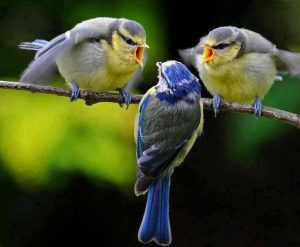 gossiping birds