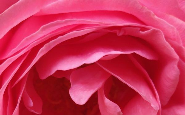 En ligne : Atelier-découverte OSHO Mystic Rose