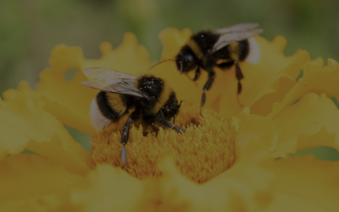 Les bienfaits du bourdonnement ou à la découverte de OSHO Nadabrahma